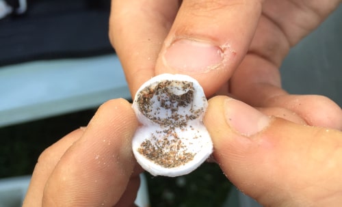 Capsule contenenti Trichogramma Brassicae Capsula aperte contenente uova di piralide - disinfestazione con drone
